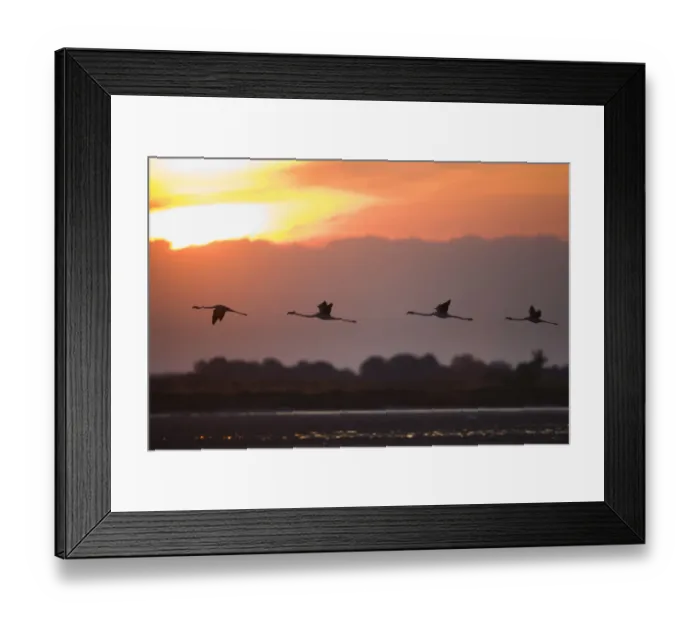 Framed Print : Greater flamingos (Phoenicopterus roseus) in flight, silhouetted against sky at sunrise