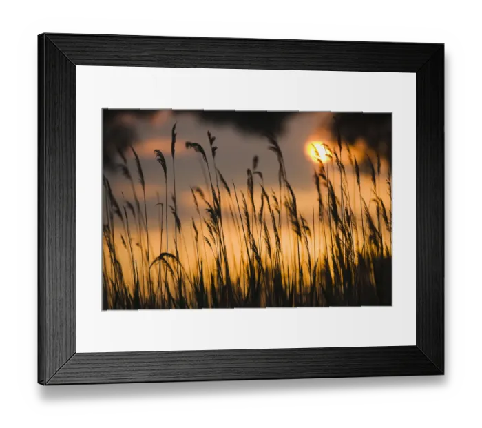 Framed Print : Lagoon with silhouette of reeds at sunset, Camargue, France, May 2009 Framed Print : Lagoon with silhouette of reeds at sunset, Camargue, France, May 2009