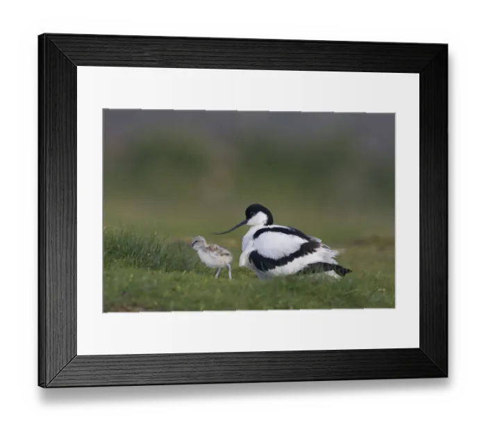 Framed Print : Avocet (Recurvirostra avosetta) with chick, Texel, Netherlands, May 2009