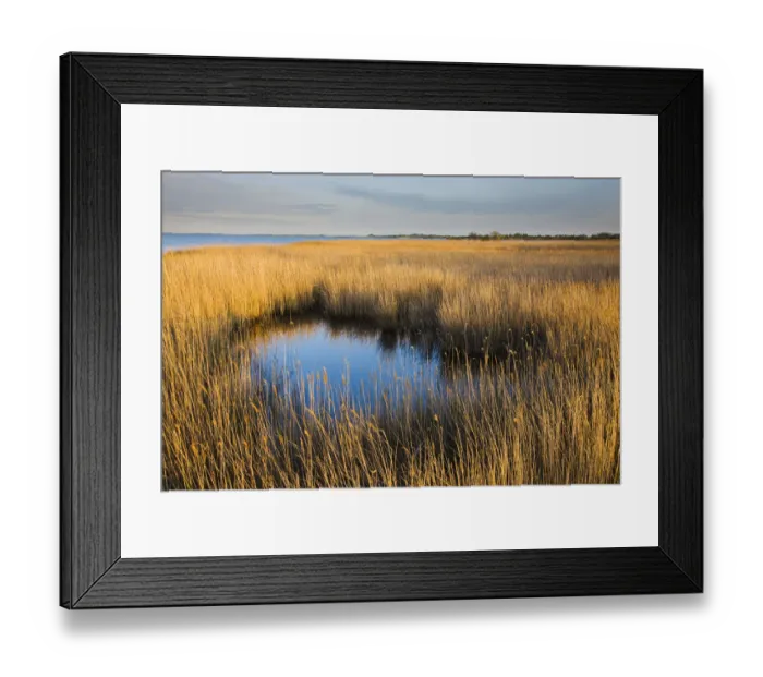 Framed Print : Reeds by the lagoon Etang du Vaccares, Camargue, France, April 2009