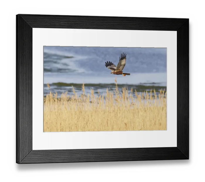 Framed Print : Marsh harrier (Circus aeruginosus) in flight over reedbeds, Texel, Netherlands, May 2009 Framed Print : Marsh harrier (Circus aeruginosus) in flight over reedbeds, Texel, Netherlands, May 2009