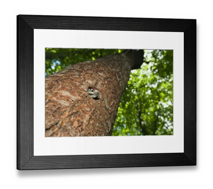 Framed Print : Young Great spotted woodpecker (Dendrocopos major) looking out of hole, deciduous Framed Print : Young Great spotted woodpecker (Dendrocopos major) looking out of hole, deciduous