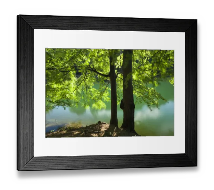 Framed Print : European beech tree (Fagus sylvatica) by lake with wind blowing leaves, Morske Oko Reserve Framed Print : European beech tree (Fagus sylvatica) by lake with wind blowing leaves, Morske Oko Reserve
