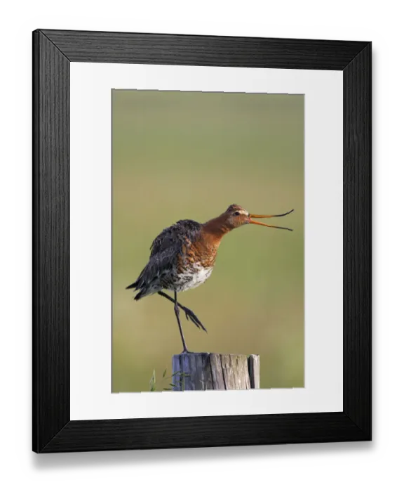 Framed Print : Black tailed godwit (Limosa limosa) standing on one leg on post calling, Texel, Netherlands Framed Print : Black tailed godwit (Limosa limosa) standing on one leg on post calling, Texel, Netherlands