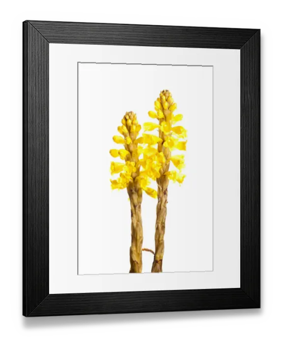 Framed Print : Broomrape (Cistanche phelypaea) in flower, Huelva, Spain, April 2009 Framed Print : Broomrape (Cistanche phelypaea) in flower, Huelva, Spain, April 2009