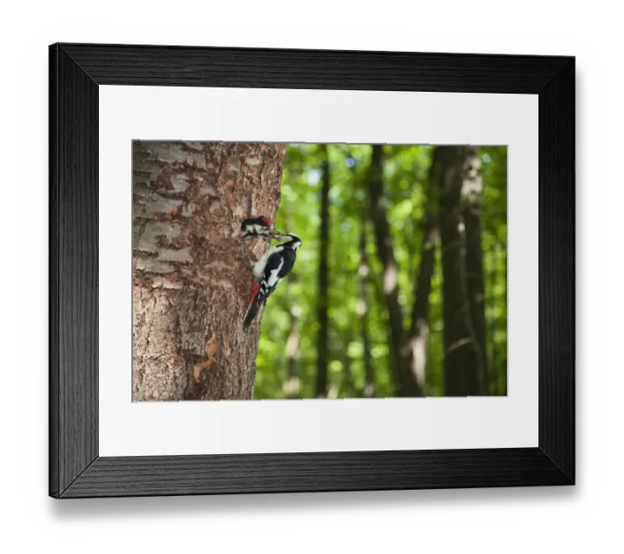 Framed Print : Great spotted woodpecker (Dendrocopos major) feeding chick at nest hole, deciduous Framed Print : Great spotted woodpecker (Dendrocopos major) feeding chick at nest hole, deciduous