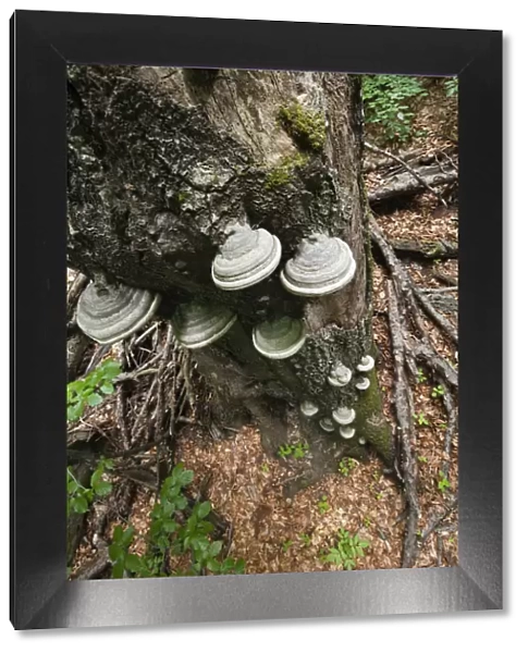Horses hoof  /  Tinder fungus (Fomes fomentarius) growing on dead tree, Morske Oko Reserve