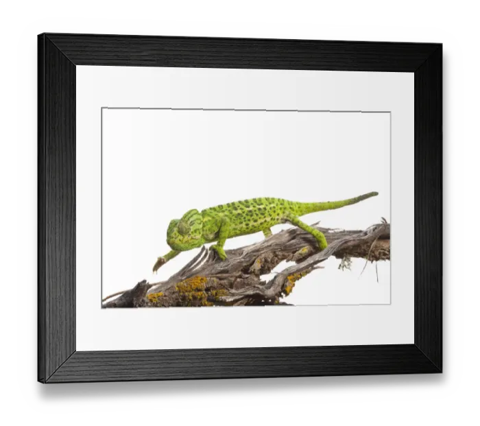 Framed Print : Common chameleon (Chameleo chameleo) walking along Retama bush branch, Huelva, Andalucia Framed Print : Common chameleon (Chameleo chameleo) walking along Retama bush branch, Huelva, Andalucia