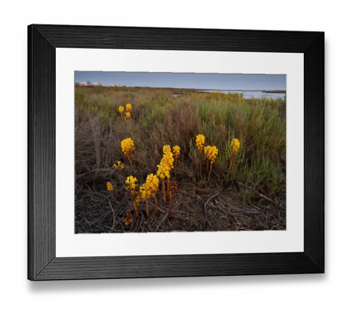 Framed Print : Broomrape (Cistanche phelypaea) in flower, killing its host Glasswort (Salicornia sp) Huelva Framed Print : Broomrape (Cistanche phelypaea) in flower, killing its host Glasswort (Salicornia sp) Huelva