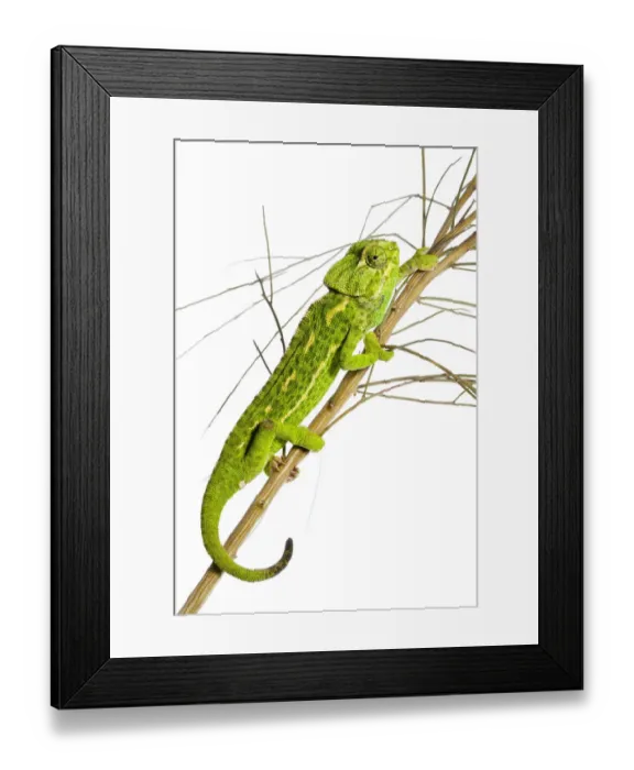 Framed Print : Common chameleon (Chameleo chameleo) in Retama bush, Huelva, Andalucia, Spain, April 2009 Framed Print : Common chameleon (Chameleo chameleo) in Retama bush, Huelva, Andalucia, Spain, April 2009