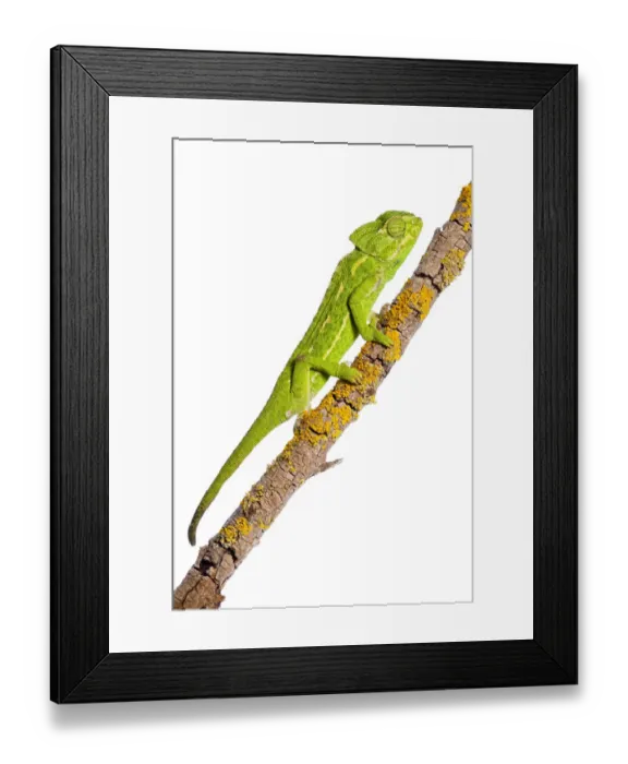Framed Print : Common chameleon (Chameleo chameleo) on branch, Huelva, Andalucia, Spain, April 2009 Framed Print : Common chameleon (Chameleo chameleo) on branch, Huelva, Andalucia, Spain, April 2009