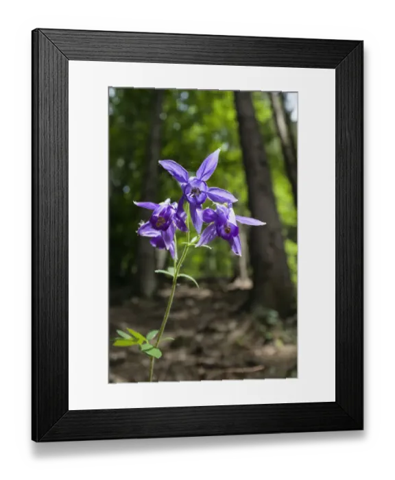 Framed Print : Columbine (Aquilegia sp) in flower, Slovak Paradise National Park, Slovensky Raj Framed Print : Columbine (Aquilegia sp) in flower, Slovak Paradise National Park, Slovensky Raj