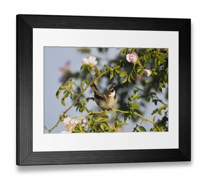 Framed Print : Tree sparrow (Passer montanus) displaying in rose bush, Slovakia, Europe, May 2009 Framed Print : Tree sparrow (Passer montanus) displaying in rose bush, Slovakia, Europe, May 2009