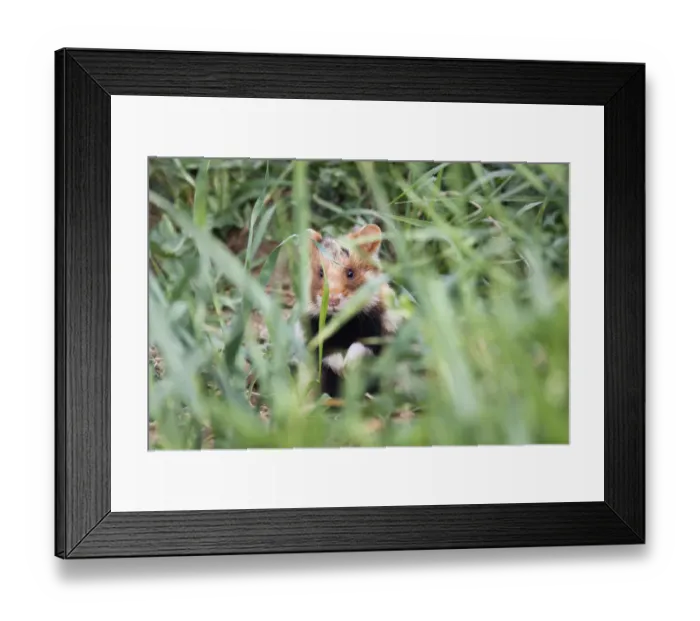 Framed Print : Common hamster (Cricetus cricetus) partialy hidden in grass, Slovakia, Europe, May 2009 Framed Print : Common hamster (Cricetus cricetus) partialy hidden in grass, Slovakia, Europe, May 2009