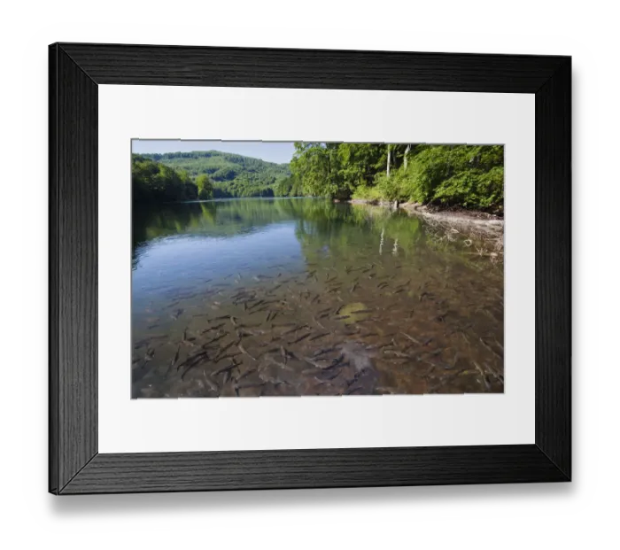 Framed Print : Chub (Leuciscus cephalus) in shallows of Morske Oko Lake, Morske Oko Reserve, Vihorlat Mountains Framed Print : Chub (Leuciscus cephalus) in shallows of Morske Oko Lake, Morske Oko Reserve, Vihorlat Mountains