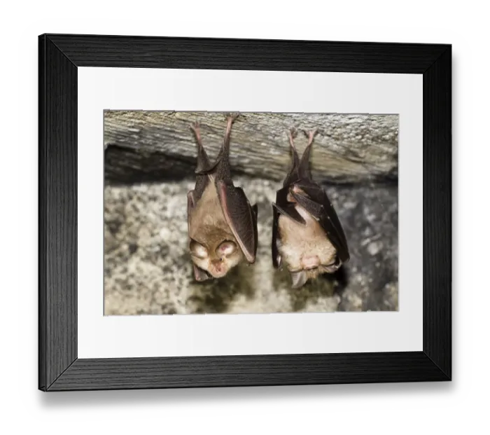 Framed Print : Two Lesser horseshoe bats (Rhinolophus hipposideros) roosting, Eastern Slovakia, Europe Framed Print : Two Lesser horseshoe bats (Rhinolophus hipposideros) roosting, Eastern Slovakia, Europe