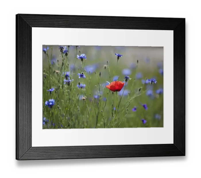 Framed Print : Red poppy (Papaver rhoeas) Brown knapweed (Centaurea jacea) and Forking larkspur Framed Print : Red poppy (Papaver rhoeas) Brown knapweed (Centaurea jacea) and Forking larkspur