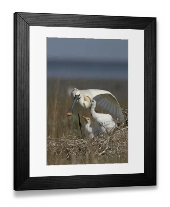 Framed Print : Spoonbill (Platalea leucorodia) stretching wing at nest with two chicks, Texel, Netherlands Framed Print : Spoonbill (Platalea leucorodia) stretching wing at nest with two chicks, Texel, Netherlands