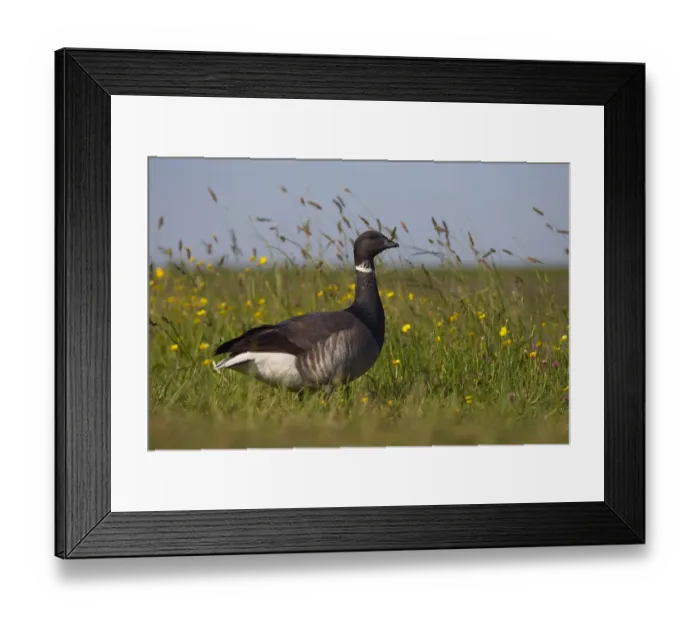 Framed Print : Brent goose (Branta bernicla) standing in field with yellow flowers, Texel, Netherlands Framed Print : Brent goose (Branta bernicla) standing in field with yellow flowers, Texel, Netherlands