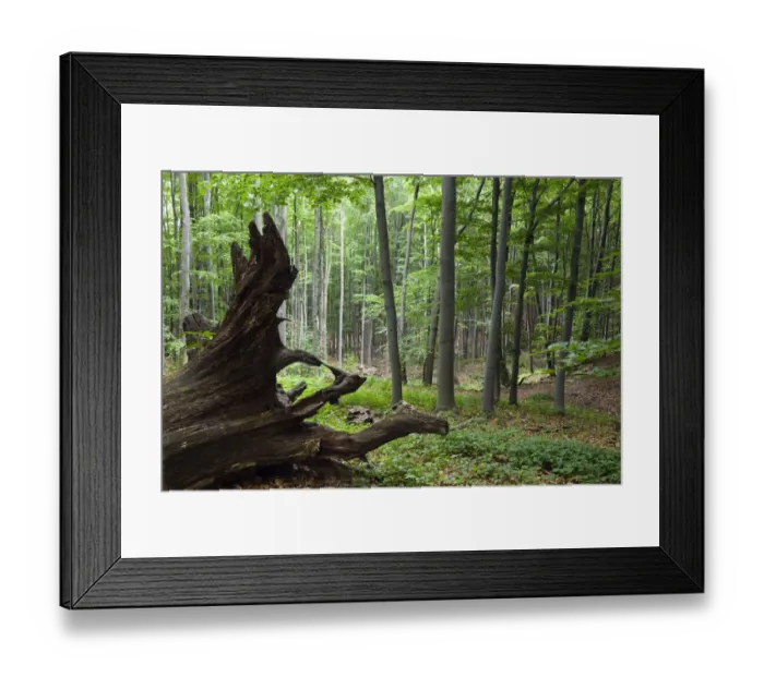 Framed Print : European beech forest (Fagus sylvatica) with large fallen tree, Slanske Vrchy mountains