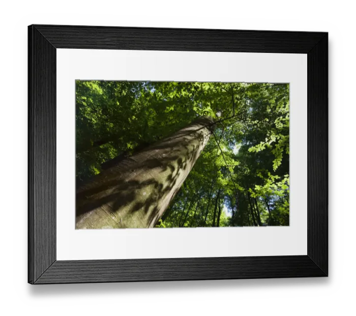 Framed Print : Looking up trunk of European beech tree (Fagus sylvatica) Rozok Primeval Forest Framed Print : Looking up trunk of European beech tree (Fagus sylvatica) Rozok Primeval Forest
