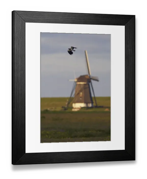 Framed Print : Lapwing (Vanellus vanellus) flying past windmill, Texel, Netherlands, May 2009 Framed Print : Lapwing (Vanellus vanellus) flying past windmill, Texel, Netherlands, May 2009