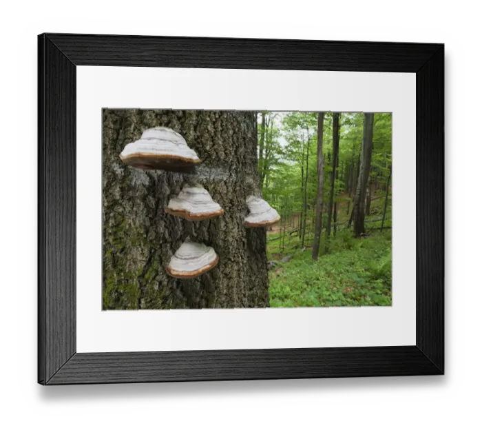 Framed Print : Horses hoof / Tinder fungus (Fomes fomentarius) on tree trunk, European beech Framed Print : Horses hoof / Tinder fungus (Fomes fomentarius) on tree trunk, European beech