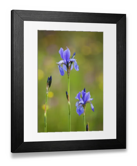 Framed Print : Siberian iris (Iris sibirica) flowers, Eastern Slovakia, Europe, May 2009 Framed Print : Siberian iris (Iris sibirica) flowers, Eastern Slovakia, Europe, May 2009