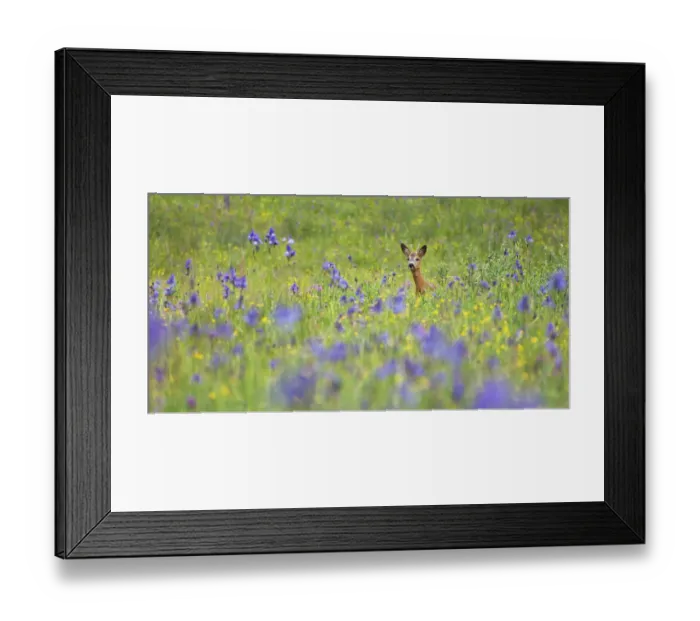 Framed Print : Male Roe deer (Capreolus capreolus) in flower meadow with Siberian irises (Iris sibirica) Framed Print : Male Roe deer (Capreolus capreolus) in flower meadow with Siberian irises (Iris sibirica)