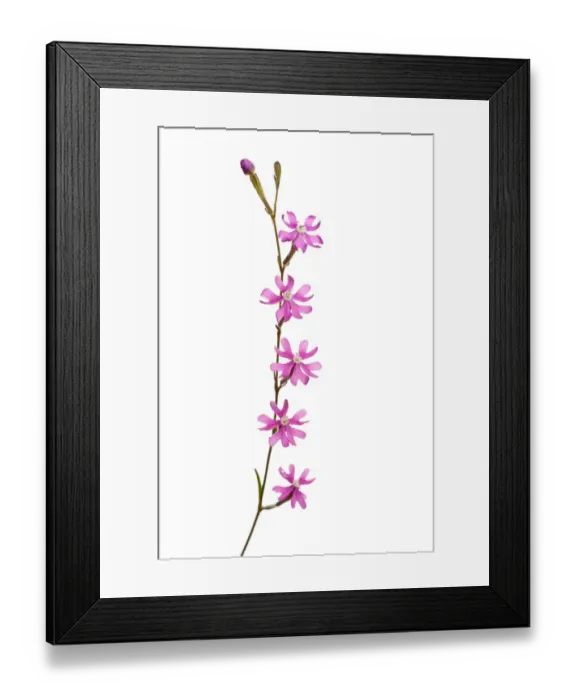 Framed Print : Catchfly flower (Silene sp) Andalucia, Spain, April 2009