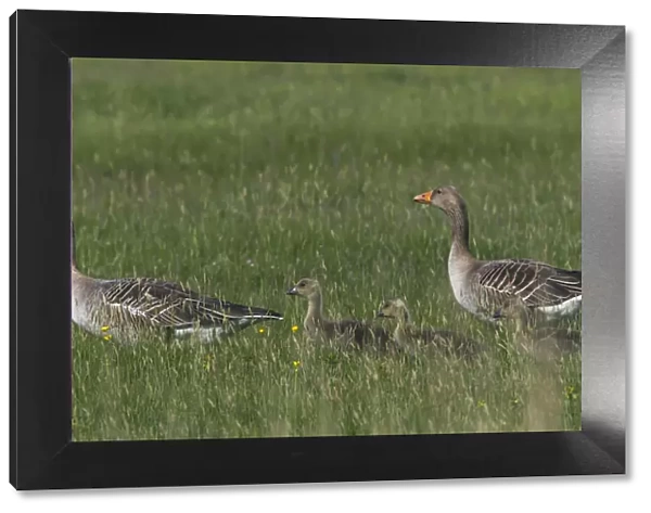 Greylag goose (Anser anser) pair with goslings, Texel, Netherlands, May 2009