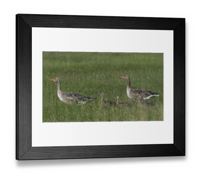 Framed Print : Greylag goose (Anser anser) pair with goslings, Texel, Netherlands, May 2009 Framed Print : Greylag goose (Anser anser) pair with goslings, Texel, Netherlands, May 2009