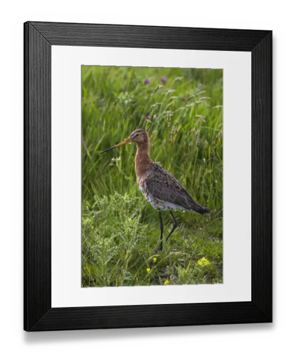 Framed Print : Black-tailed godwit (Limosa limosa) Texel, Netherlands, May 2009 Framed Print : Black-tailed godwit (Limosa limosa) Texel, Netherlands, May 2009