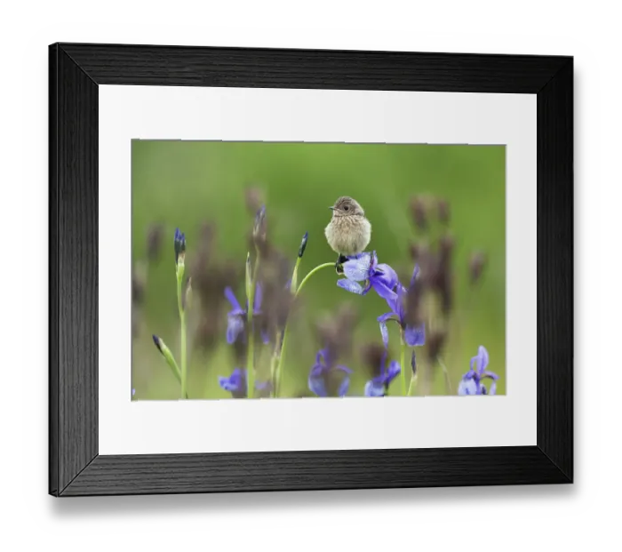 Framed Print : Young Stonechat (Saxicola torquatus) sitting on Siberian iris (Iris sibirica) Eastern Slovakia Framed Print : Young Stonechat (Saxicola torquatus) sitting on Siberian iris (Iris sibirica) Eastern Slovakia