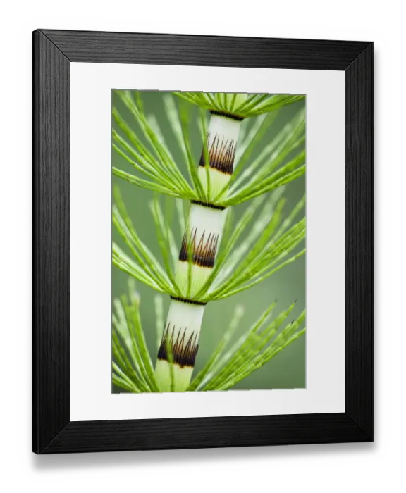 Framed Print : Great horsetail (Equisetum telmateia) close-up of stem, Poloniny National Park, Western Carpathians Framed Print : Great horsetail (Equisetum telmateia) close-up of stem, Poloniny National Park, Western Carpathians