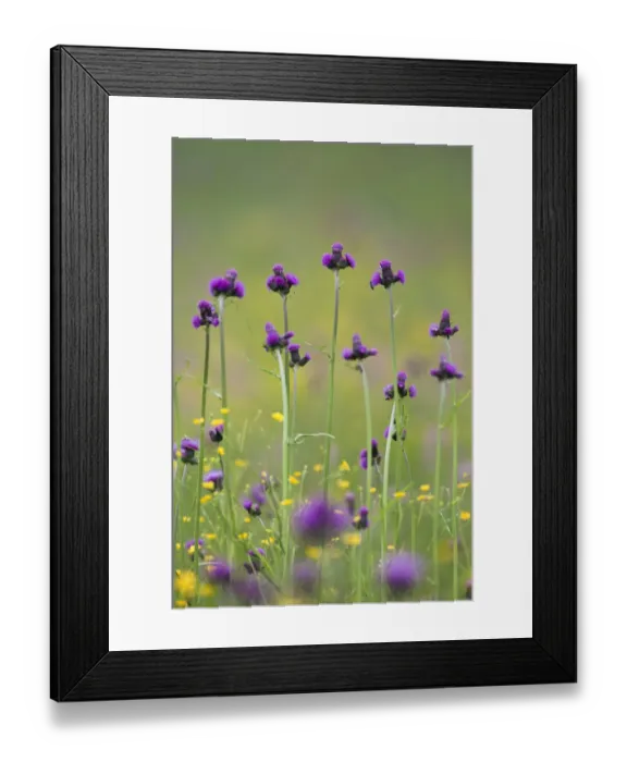 Framed Print : Flowering meadow with Thistles (Cirsium rivulare) and Buttercups (Ranunculus acris) Framed Print : Flowering meadow with Thistles (Cirsium rivulare) and Buttercups (Ranunculus acris)