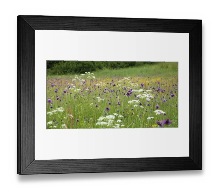 Framed Print : Flowering meadow with Thistles (Cirsium rivulare) Poloniny National Park, Western Carpathians Framed Print : Flowering meadow with Thistles (Cirsium rivulare) Poloniny National Park, Western Carpathians
