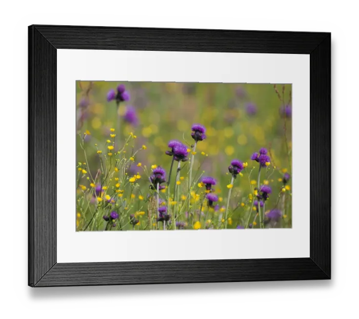 Framed Print : Flowering meadow with Thistles (Cirsium rivulare) and Buttercups (Ranunculus acris) Framed Print : Flowering meadow with Thistles (Cirsium rivulare) and Buttercups (Ranunculus acris)