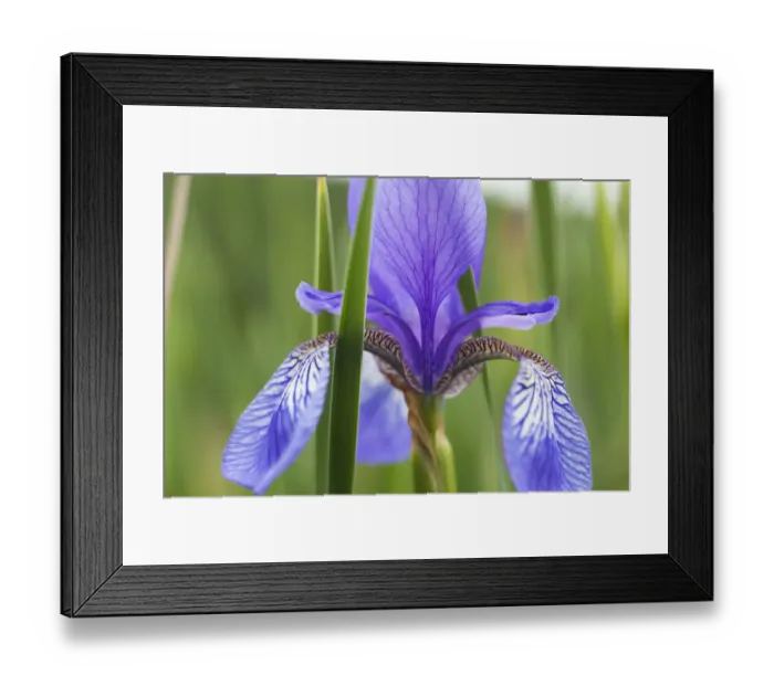 Framed Print : Close-up of Siberian iris (Iris sibirica) flower, Eastern Slovakia, Europe, June 2009 Framed Print : Close-up of Siberian iris (Iris sibirica) flower, Eastern Slovakia, Europe, June 2009