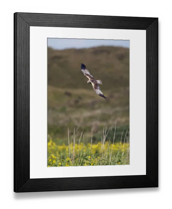 Framed Print : Marsh harrier (Circus aeruginosus) in flight, Texel, Netherlands, May 2009 Framed Print : Marsh harrier (Circus aeruginosus) in flight, Texel, Netherlands, May 2009
