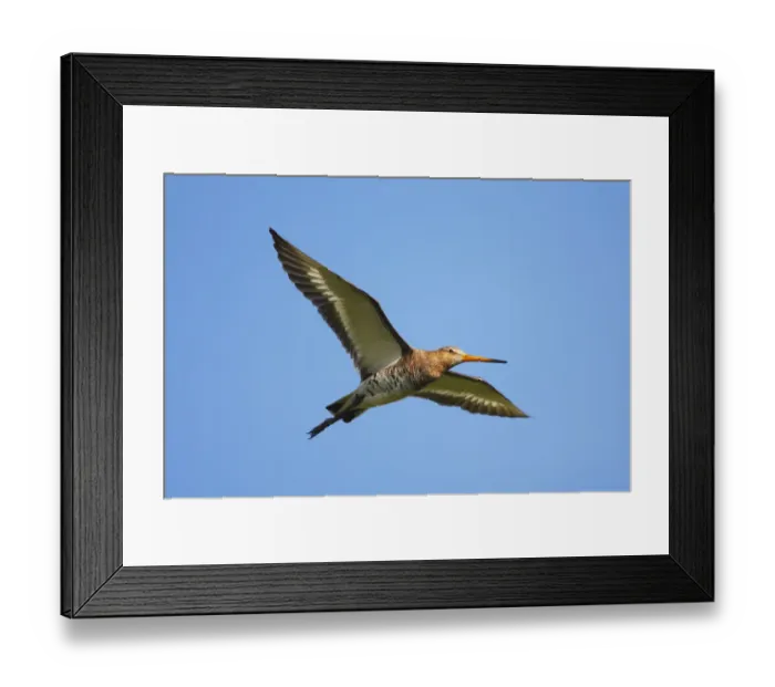 Framed Print : Black-tailed godwit (Limosa limosa) in flight, Texel, Netherlands, May 2009 Framed Print : Black-tailed godwit (Limosa limosa) in flight, Texel, Netherlands, May 2009
