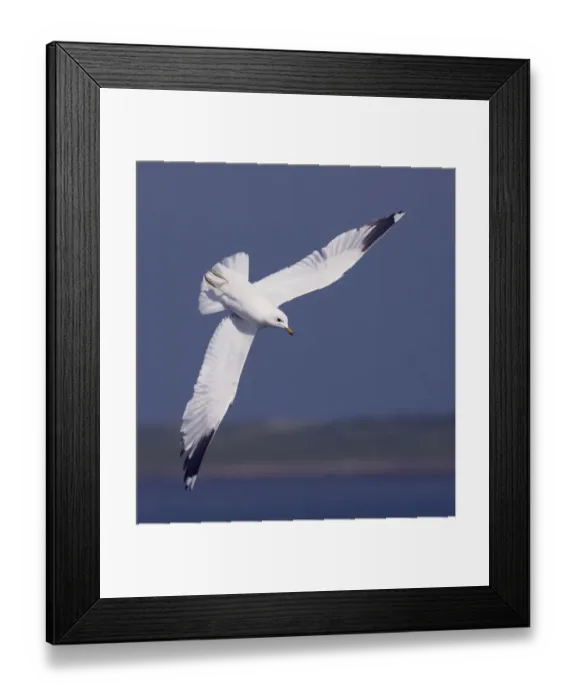 Framed Print : Common gull (Larus canus) diving in flight, Texel, Netherlands, May 2009 Framed Print : Common gull (Larus canus) diving in flight, Texel, Netherlands, May 2009