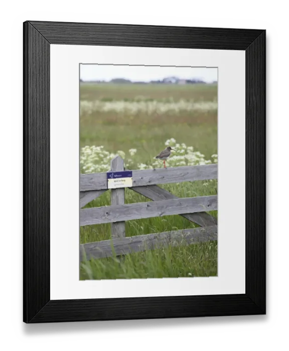 Framed Print : Redshank (Tringa totanus) standing on gate, Texel, Netherlands, May 2009 Framed Print : Redshank (Tringa totanus) standing on gate, Texel, Netherlands, May 2009