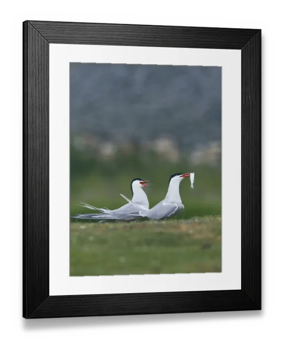 Framed Print : Two Common terns (Sterna hirundo) one with fish in its beak, the other calling, Texel Framed Print : Two Common terns (Sterna hirundo) one with fish in its beak, the other calling, Texel
