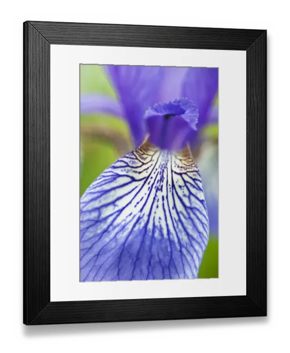 Framed Print : Close-up of Siberian iris (Iris sibirica) petal, Eastern Slovakia, Europe, June 2009 Framed Print : Close-up of Siberian iris (Iris sibirica) petal, Eastern Slovakia, Europe, June 2009