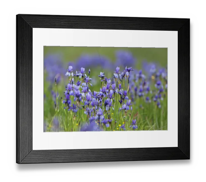 Framed Print : Siberian irises (Iris sibirica) in flower, Eastern Slovakia, Europe, June 2009