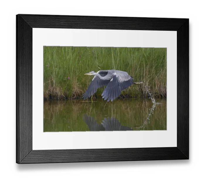 Framed Print : Grey heron (Ardea cinerea) in flight just after taking off, Texel, Netherlands, May 2009 Framed Print : Grey heron (Ardea cinerea) in flight just after taking off, Texel, Netherlands, May 2009