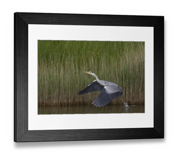 Framed Print : Grey heron (Ardea cinerea) taking off from water, Texel, Netherlands, May 2009 Framed Print : Grey heron (Ardea cinerea) taking off from water, Texel, Netherlands, May 2009