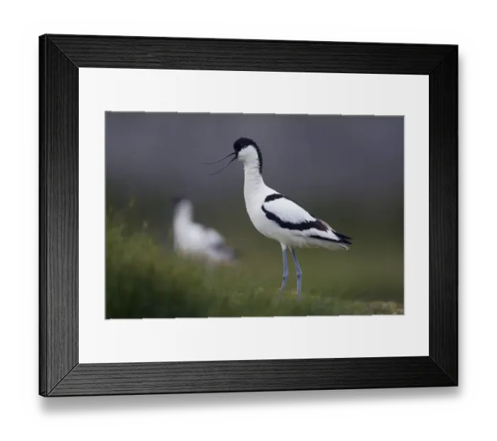 Framed Print : Avocet (Recurvirostra avosetta) calling, Texel, Netherlands, May 2009 Framed Print : Avocet (Recurvirostra avosetta) calling, Texel, Netherlands, May 2009