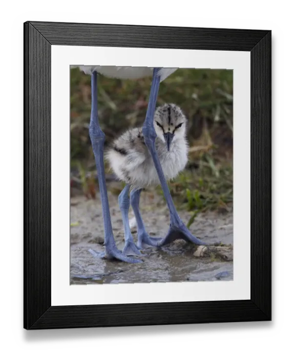 Framed Print : Avocet (Recurvirostra avosetta) chick standing behind parents legs, Texel, Netherlands Framed Print : Avocet (Recurvirostra avosetta) chick standing behind parents legs, Texel, Netherlands